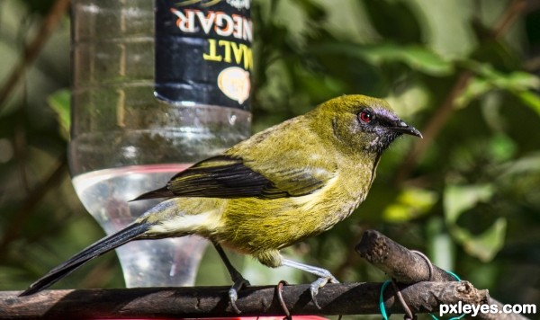 BellBird