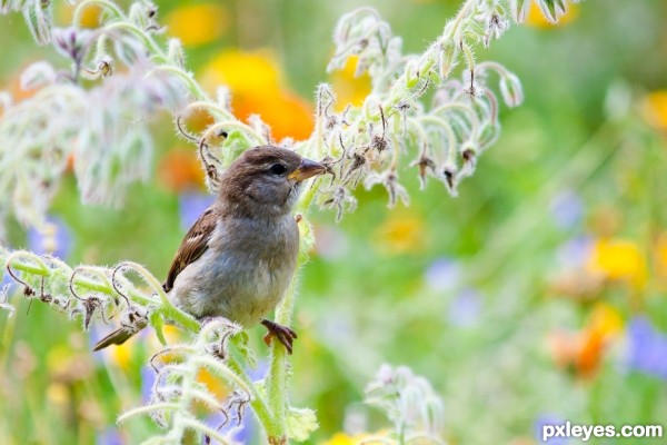 Bird in the summer