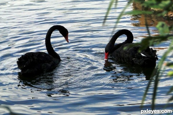 Black swans