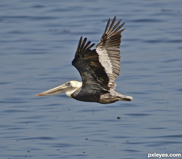 Brown Pelican Flight