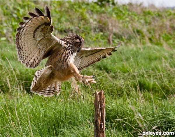 Eagle Owl