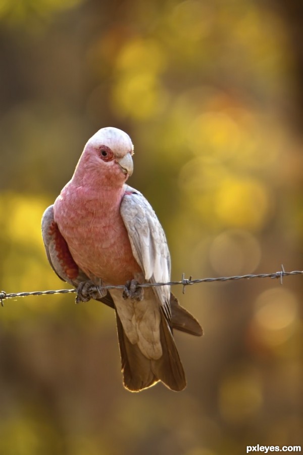 Galah