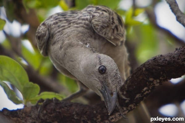 Great Bower Bird