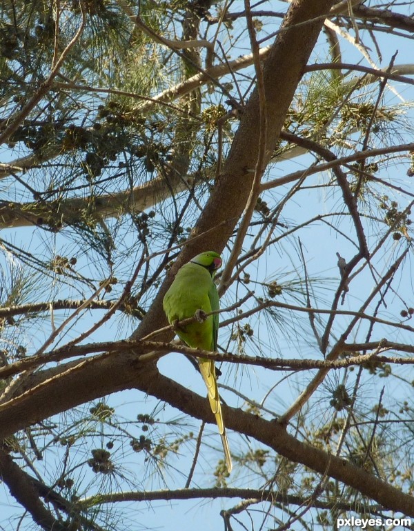 Green parrot