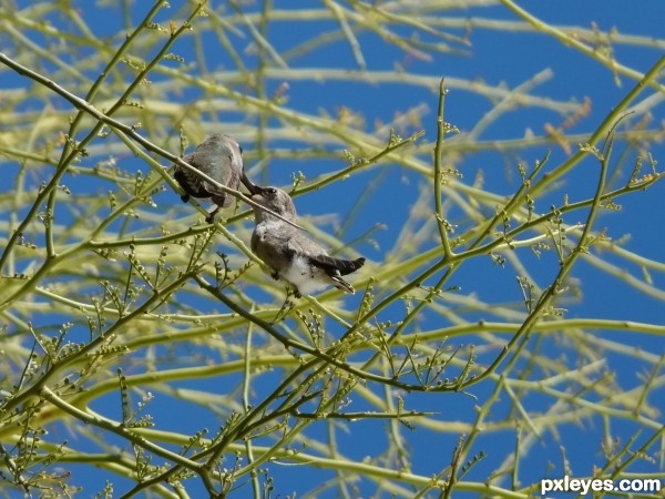 Hummingbird Feeder