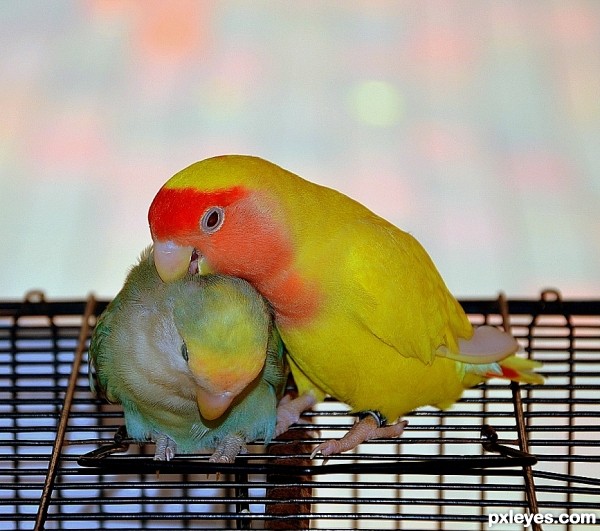 Love Birds