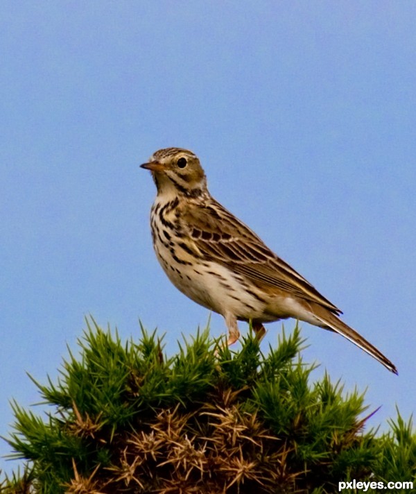 Meadow Pipit