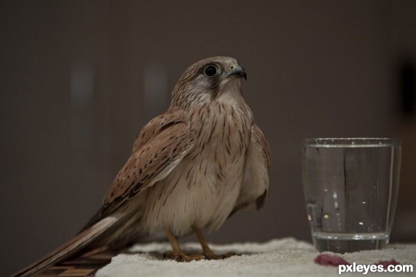 Nankeen Kestrel