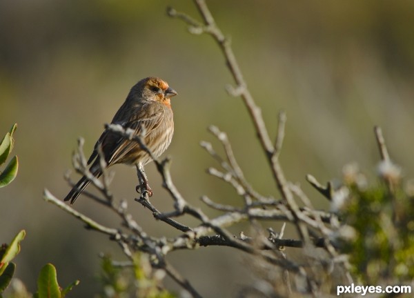 Orange House Finch