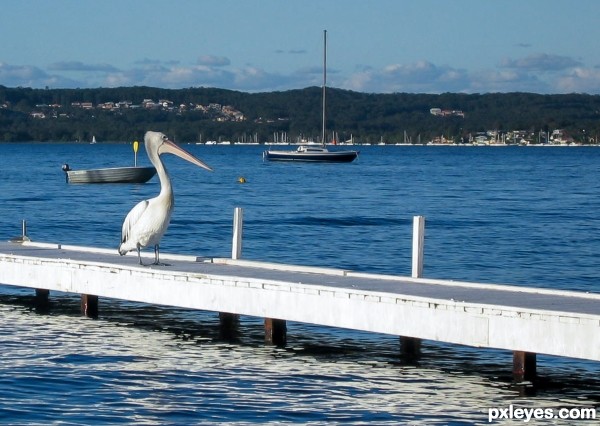 Pelican on a sunny day