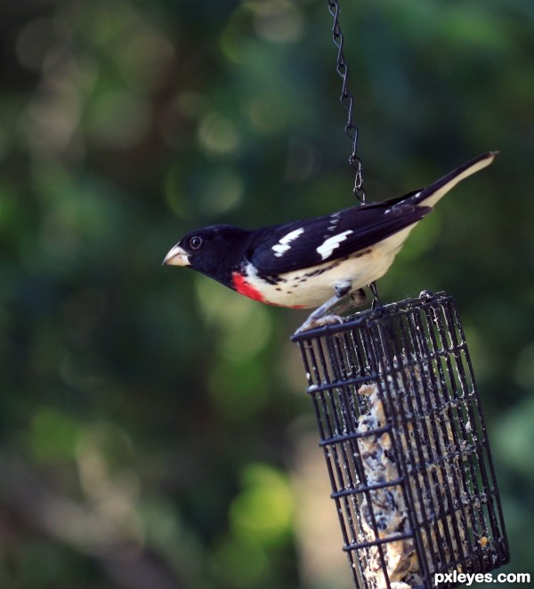 Rose breasted Grossbeak