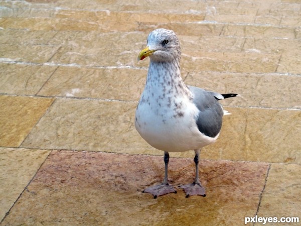 Seagull...