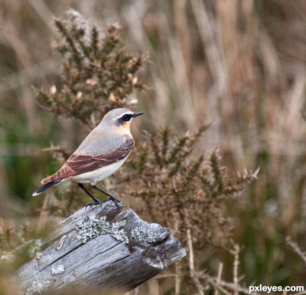 Wheatear