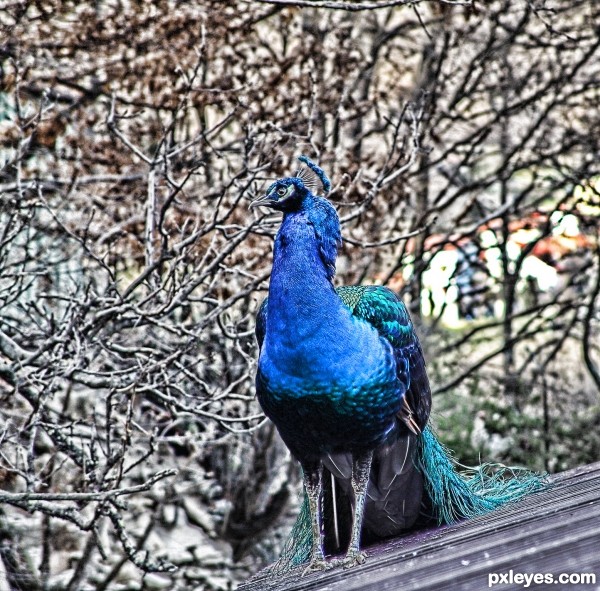 peacock