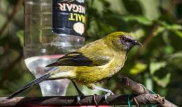 BellBird