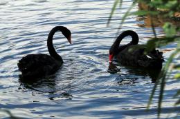 Black swans Picture