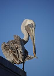 Brown Pelican