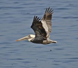 Brown Pelican Flight