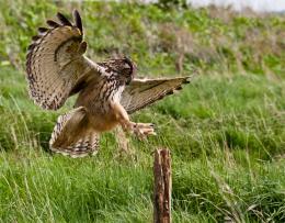 Eagle Owl