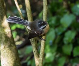 Fantail