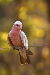 Galah