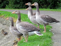 Geese On The Look Out