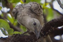 Great Bower Bird