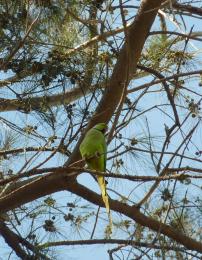 Green parrot