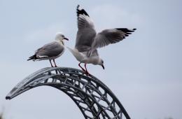 Gulls