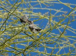 HummingbirdFeeder