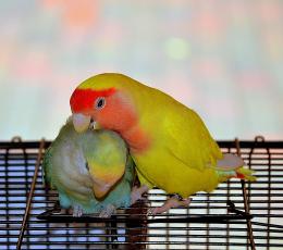 LoveBirds