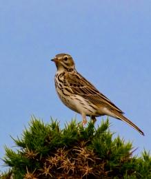 Meadow Pipit