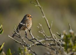 Orange House Finch