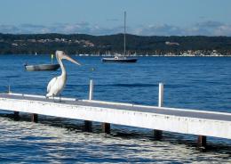 Pelican on a sunny day