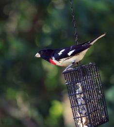 RosebreastedGrossbeak