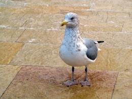 Seagull