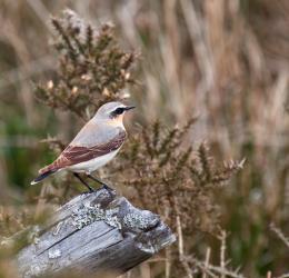 Wheatear