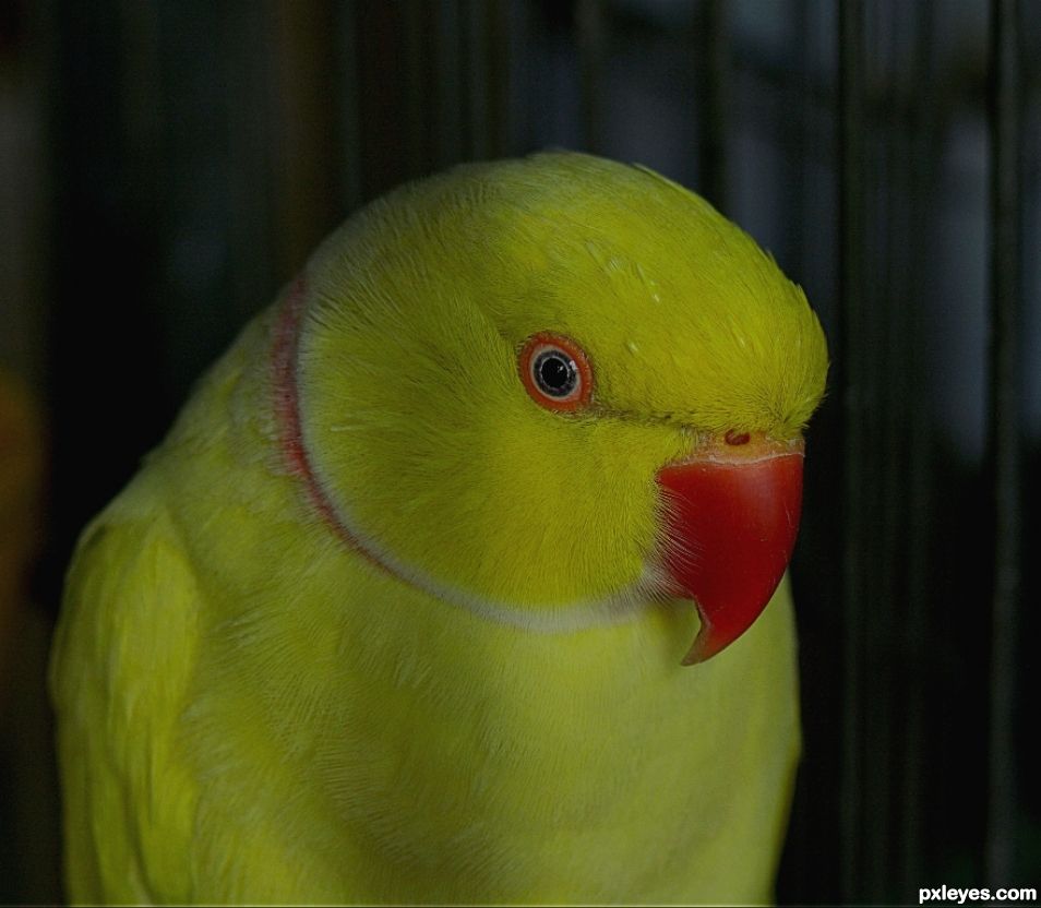 Yellow Bird