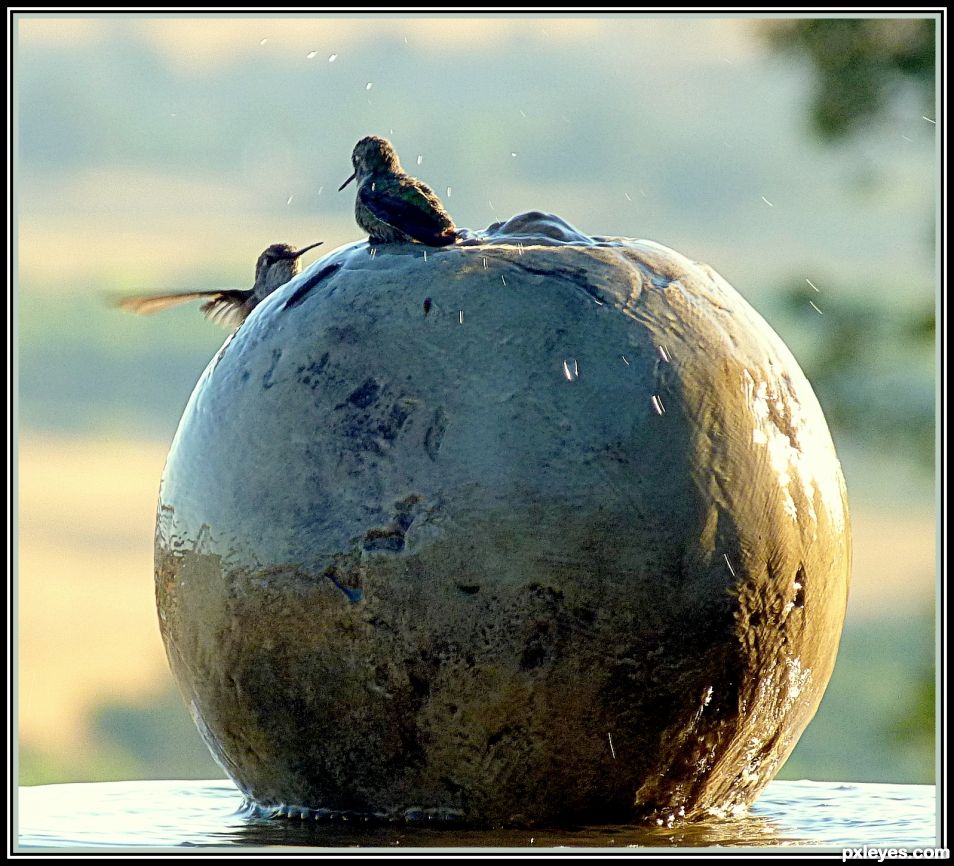 Bird Spa Rendezvous