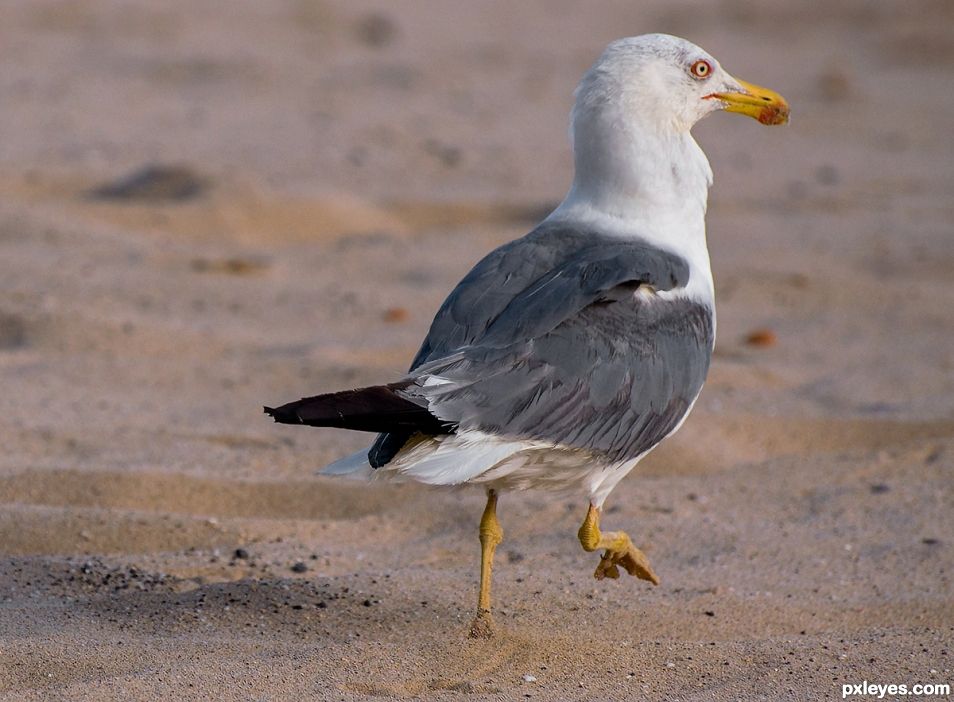 Beach Supervisor :-)