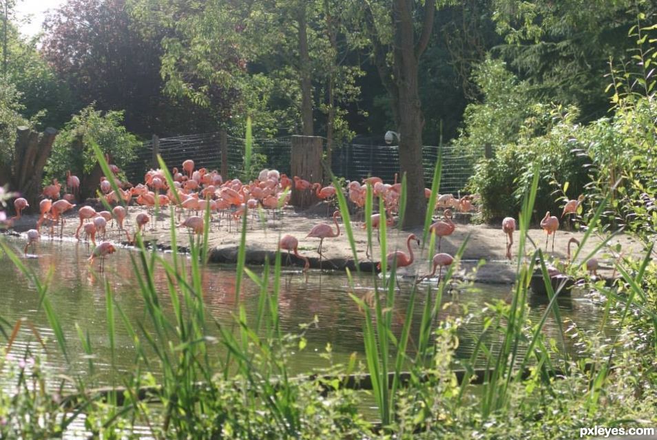 Flamingos