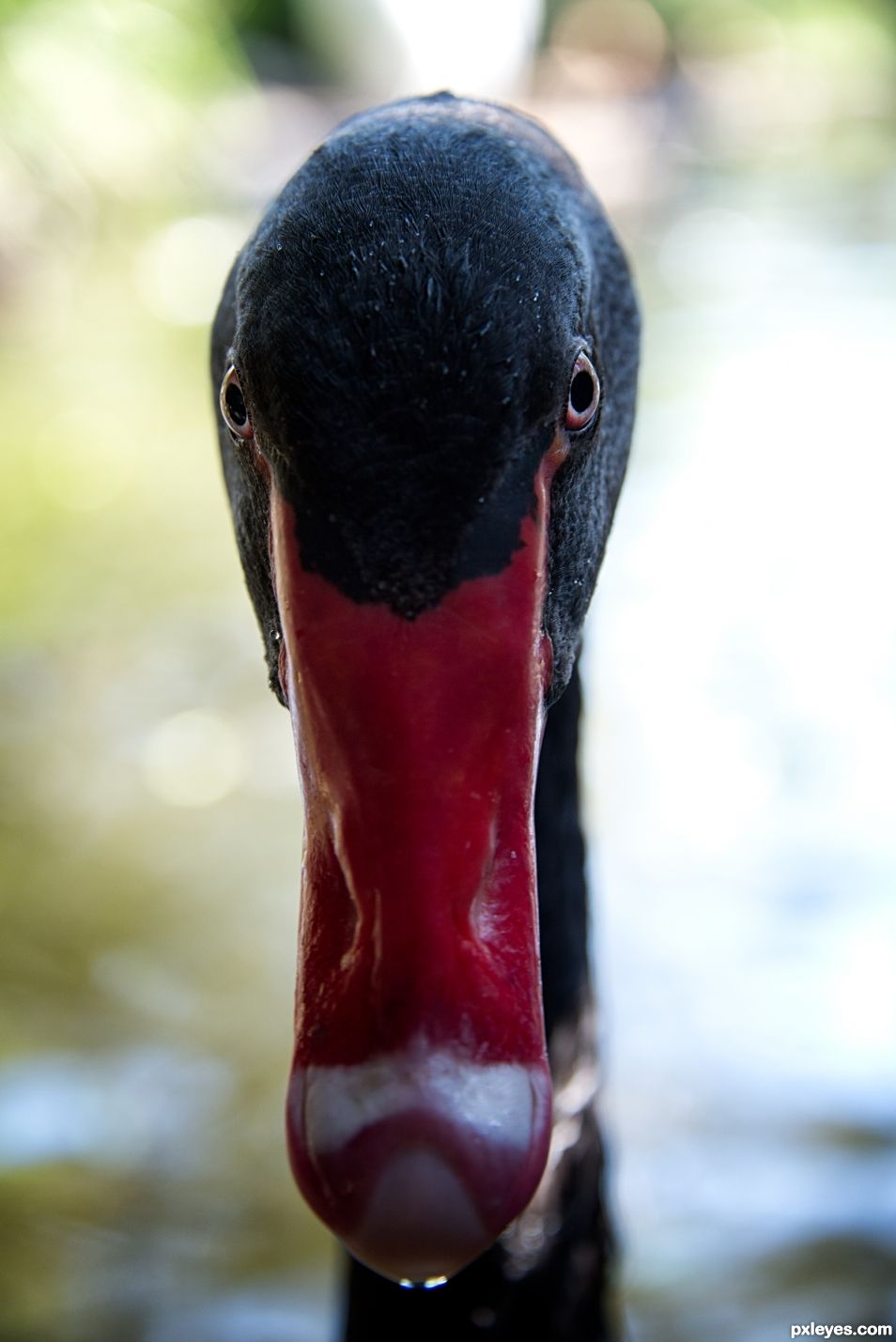 angry swan