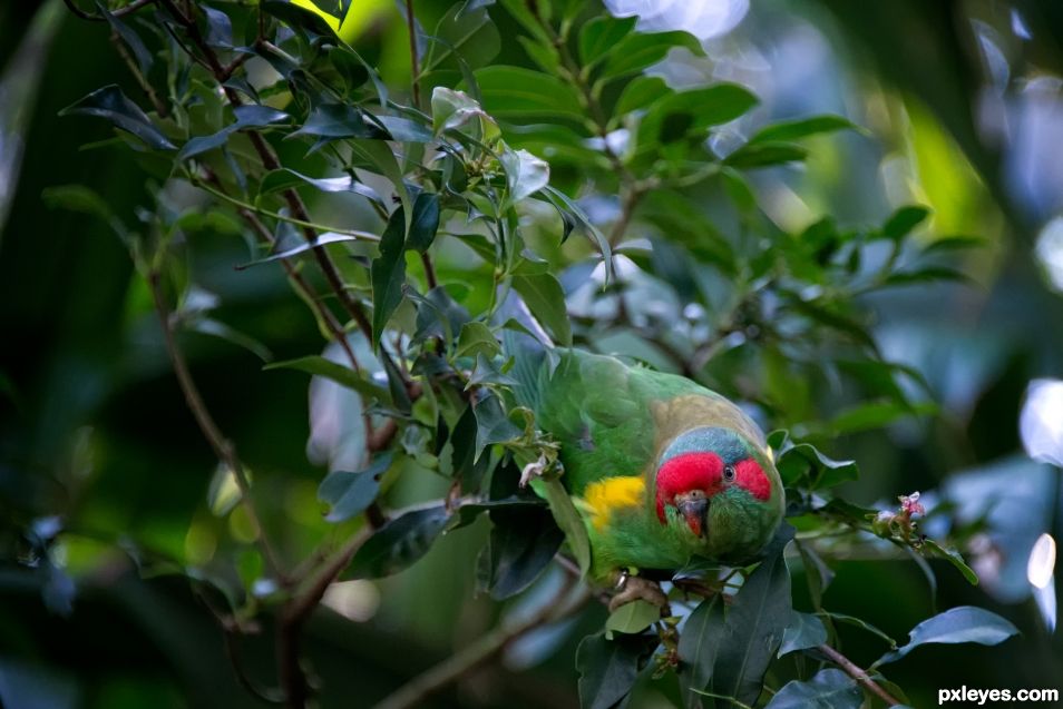 Cheeky musk lorikeet