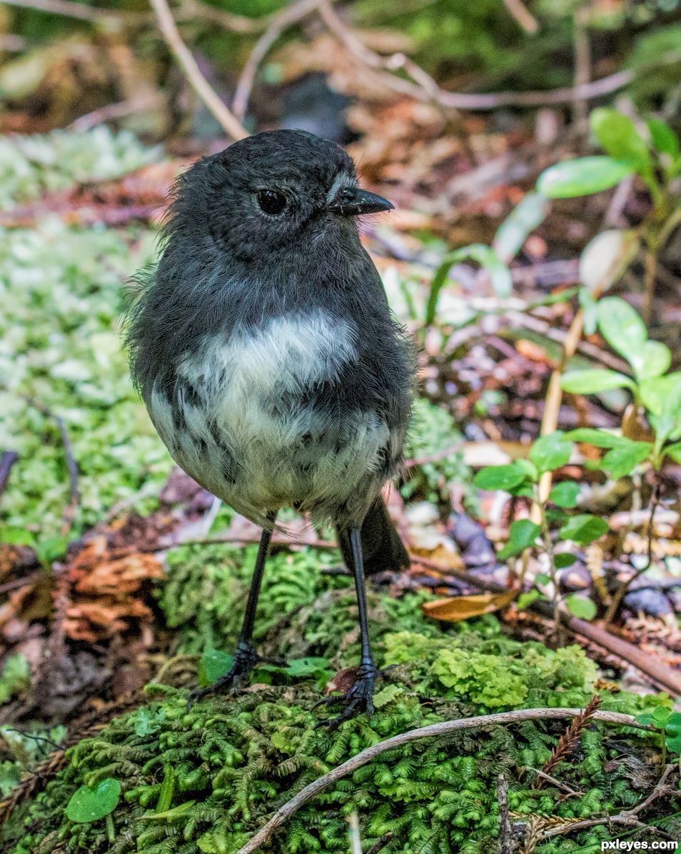 Stewart Island Robin