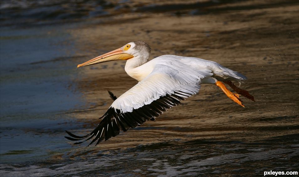 River Pelican