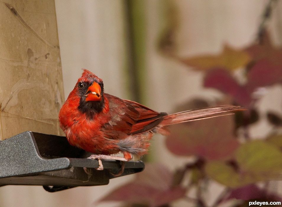 Cardinal