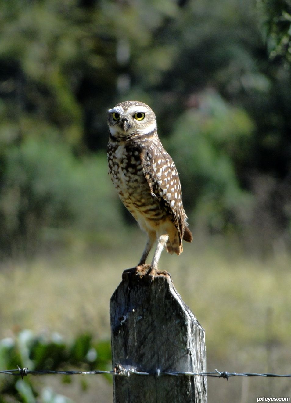 Burrowing Owl