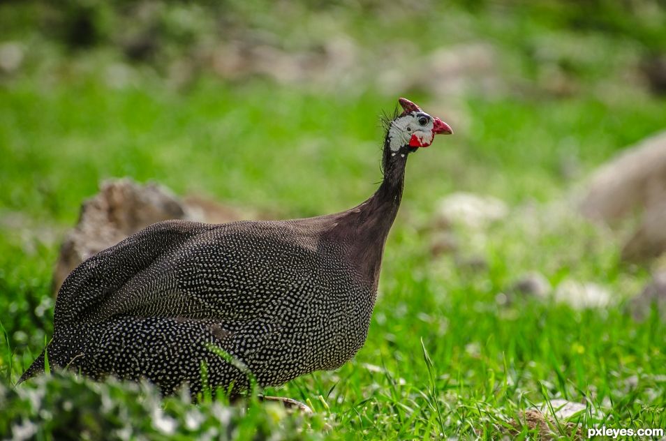 Guinea Fowl