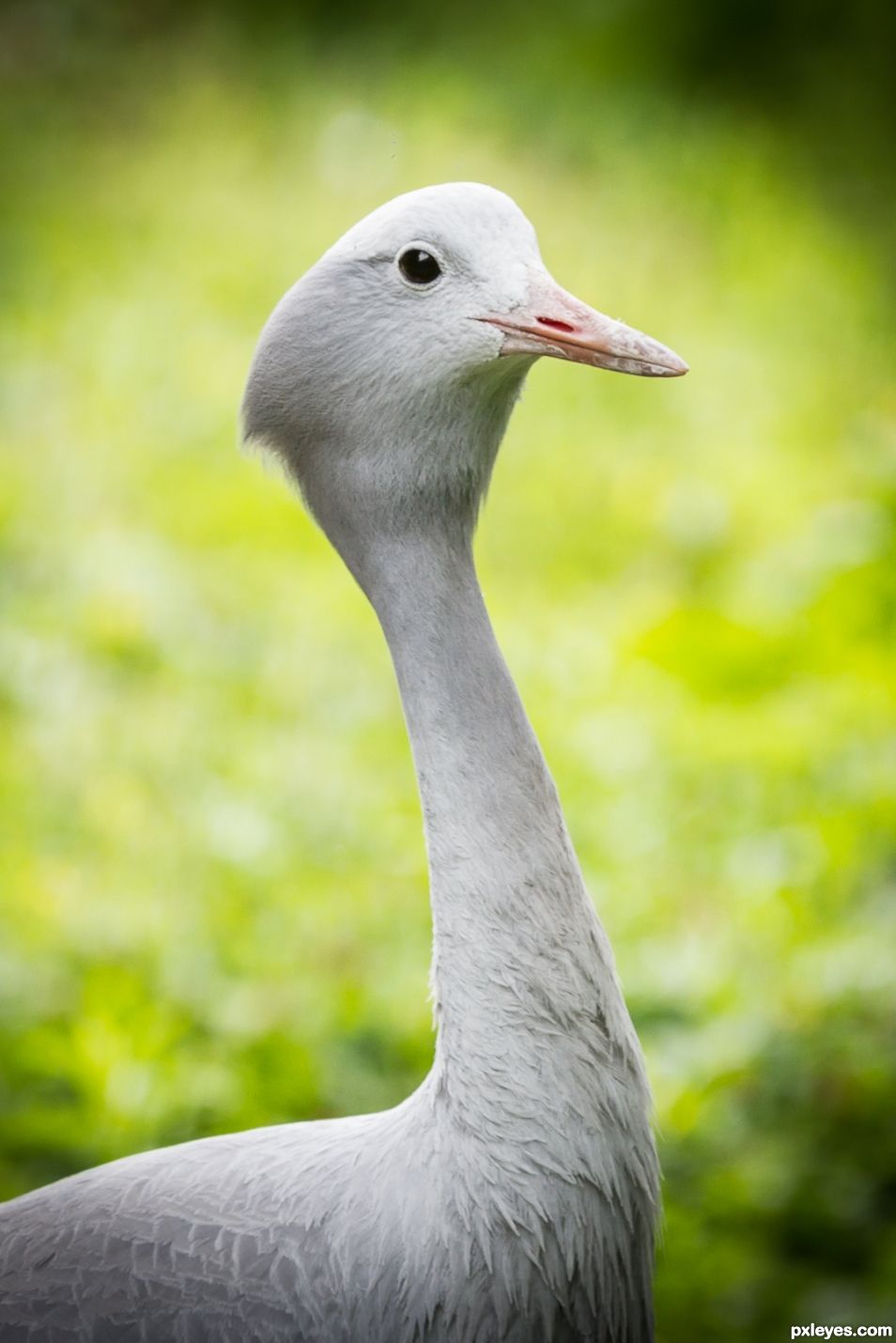 Bird portrait