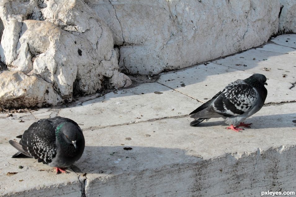 Venice pigeons